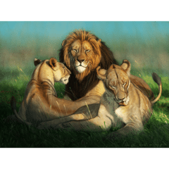 "World Lion Day 2017" Print