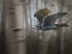"Northern Goshawk" Print