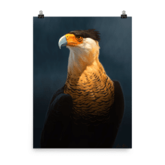 "CaraCara" Print